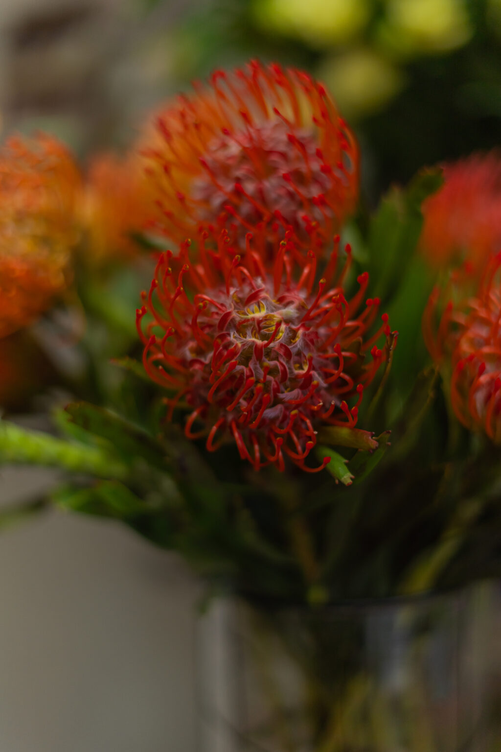 Exotische Schnittblumen wie Strelitzien und Anthurien